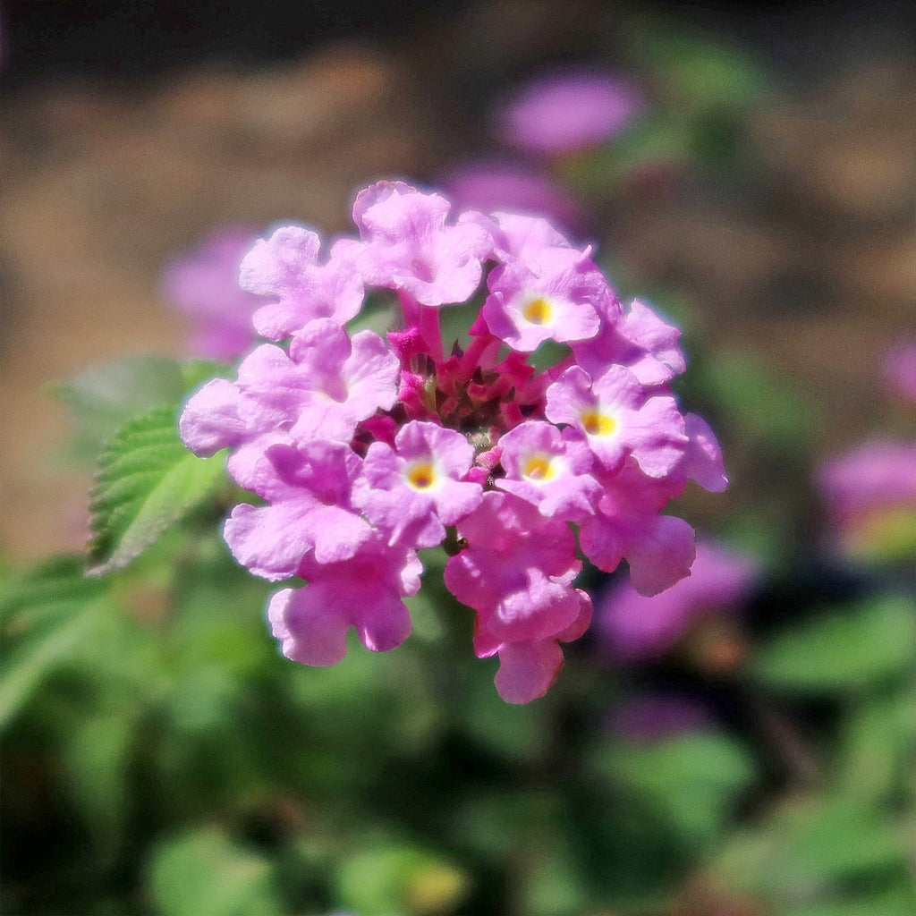 Lantana montevidensis ‘Purple Trailing Lantana&