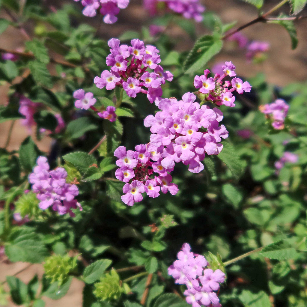 Lantana montevidensis ‘Purple Trailing Lantana&