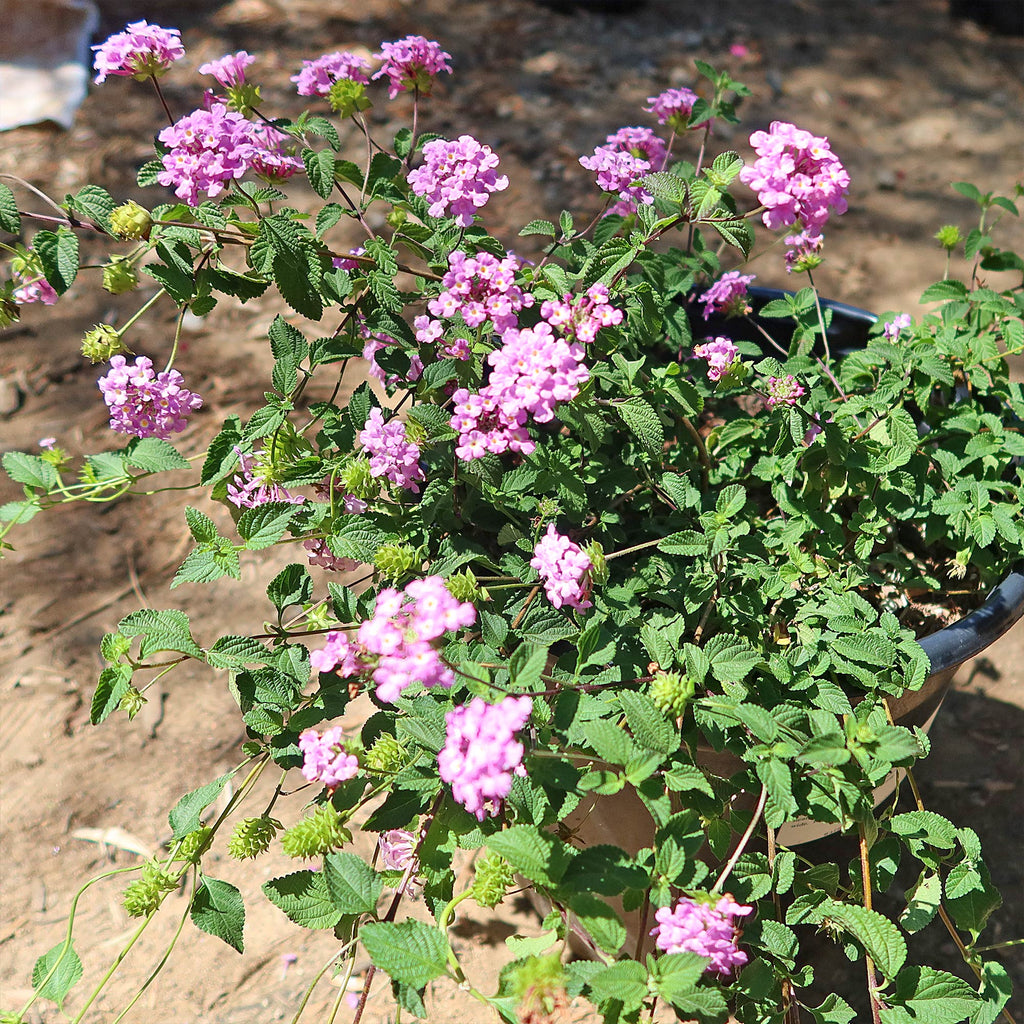 Lantana montevidensis ‘Purple Trailing Lantana&