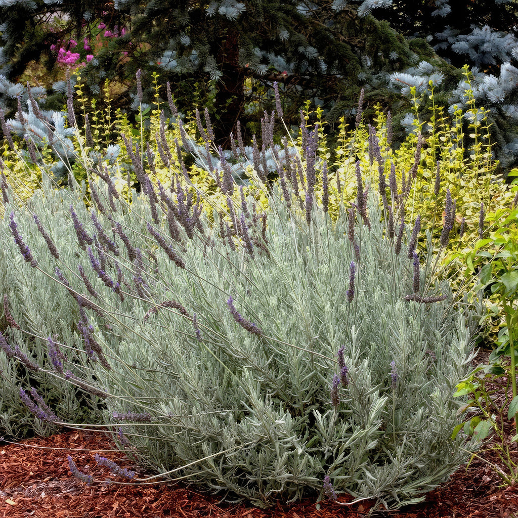 Goodwin Creek Lavender ‘Lavandula ‘Goodwin Creek’