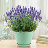 Lavandula ‘Superblue’ Lavender