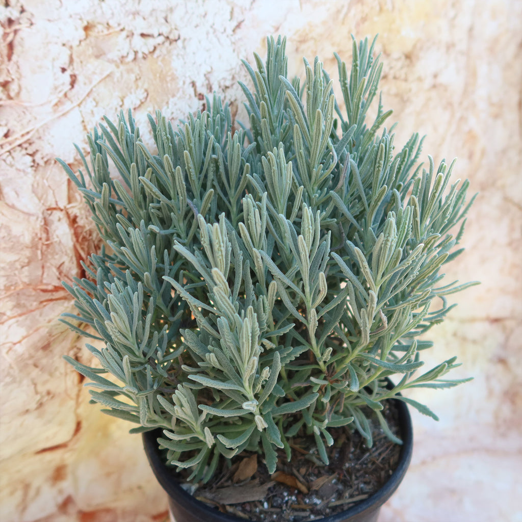 Goodwin Creek Lavender ‘Lavandula ‘Goodwin Creek’