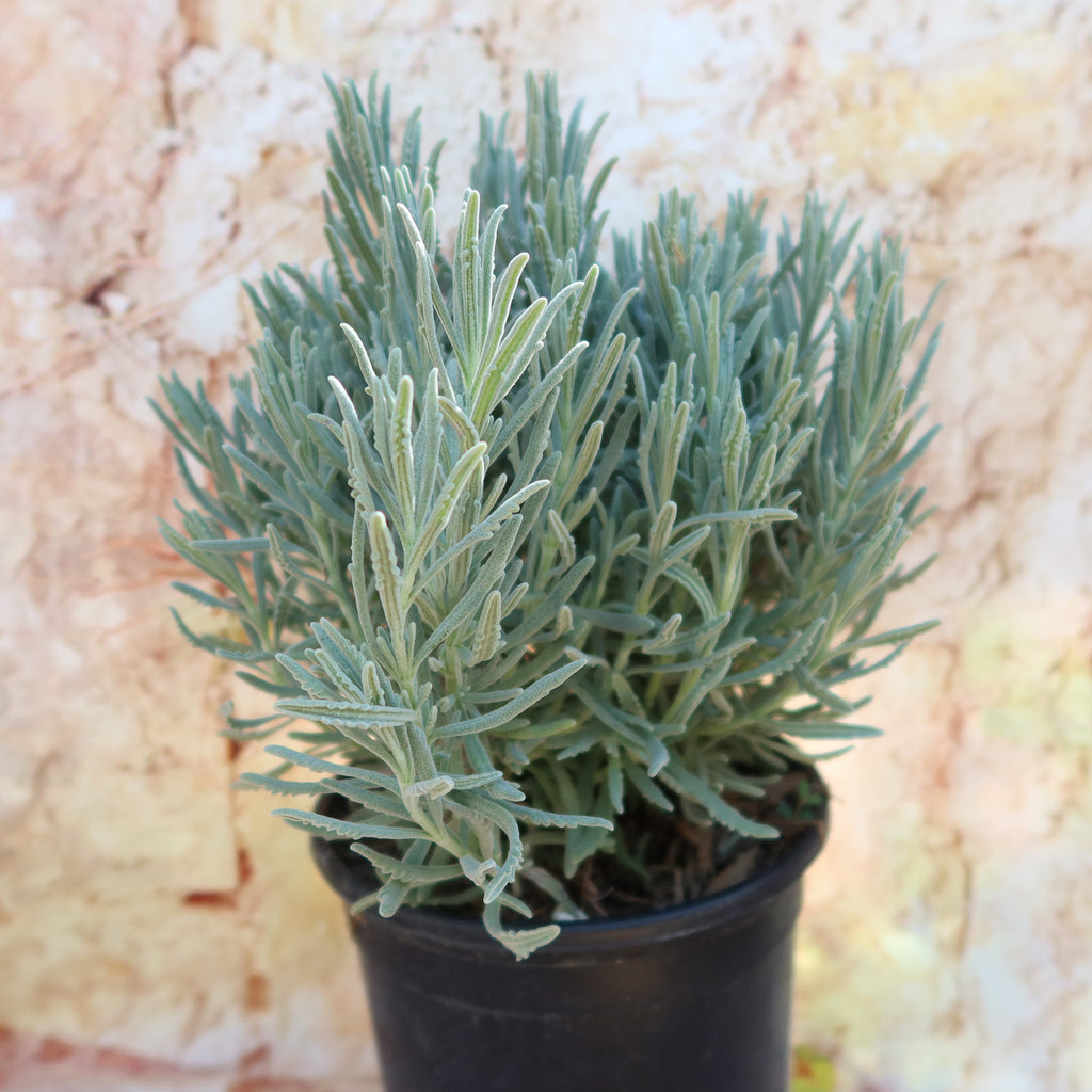 Goodwin Creek Lavender ‘Lavandula ‘Goodwin Creek’