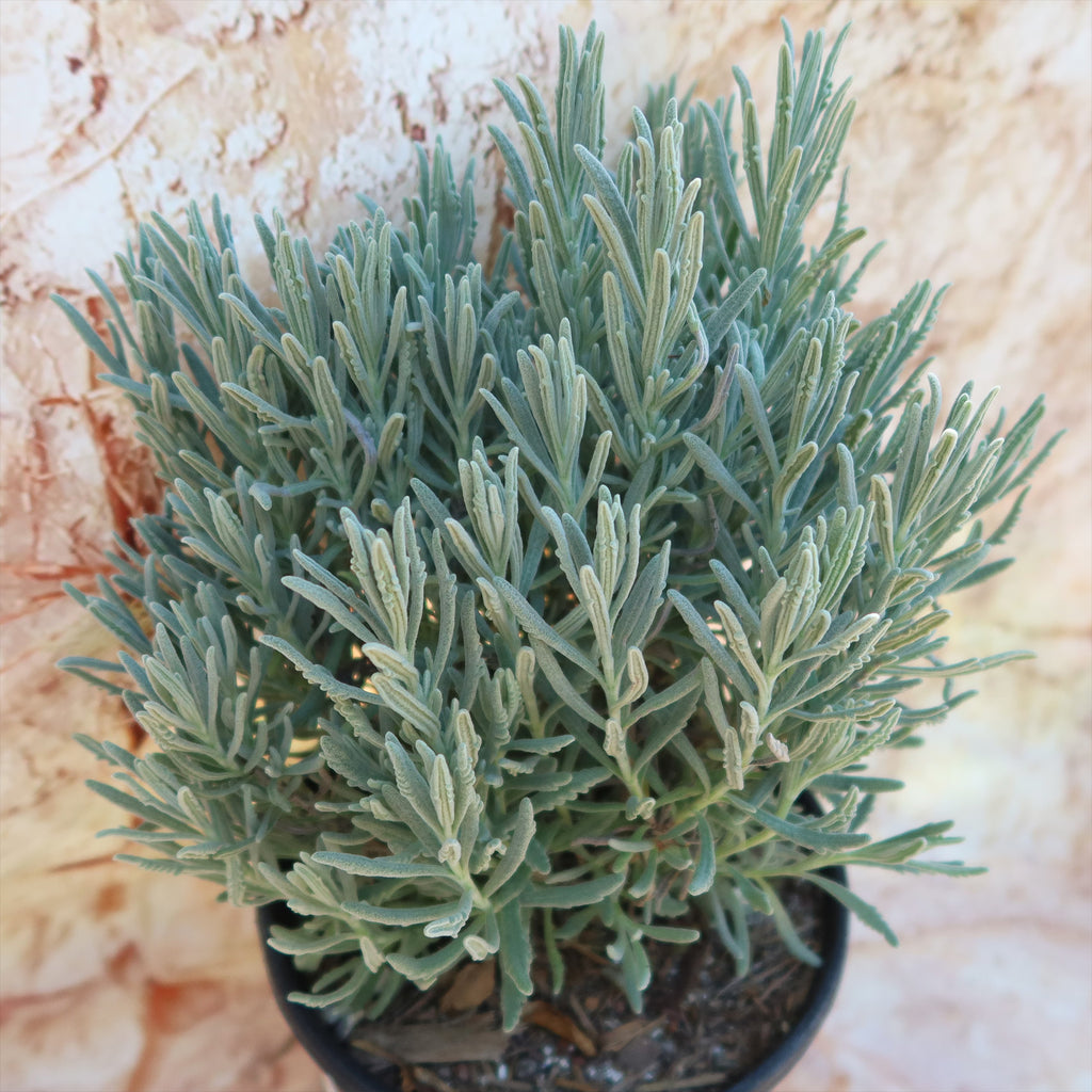Goodwin Creek Lavender ‘Lavandula ‘Goodwin Creek’