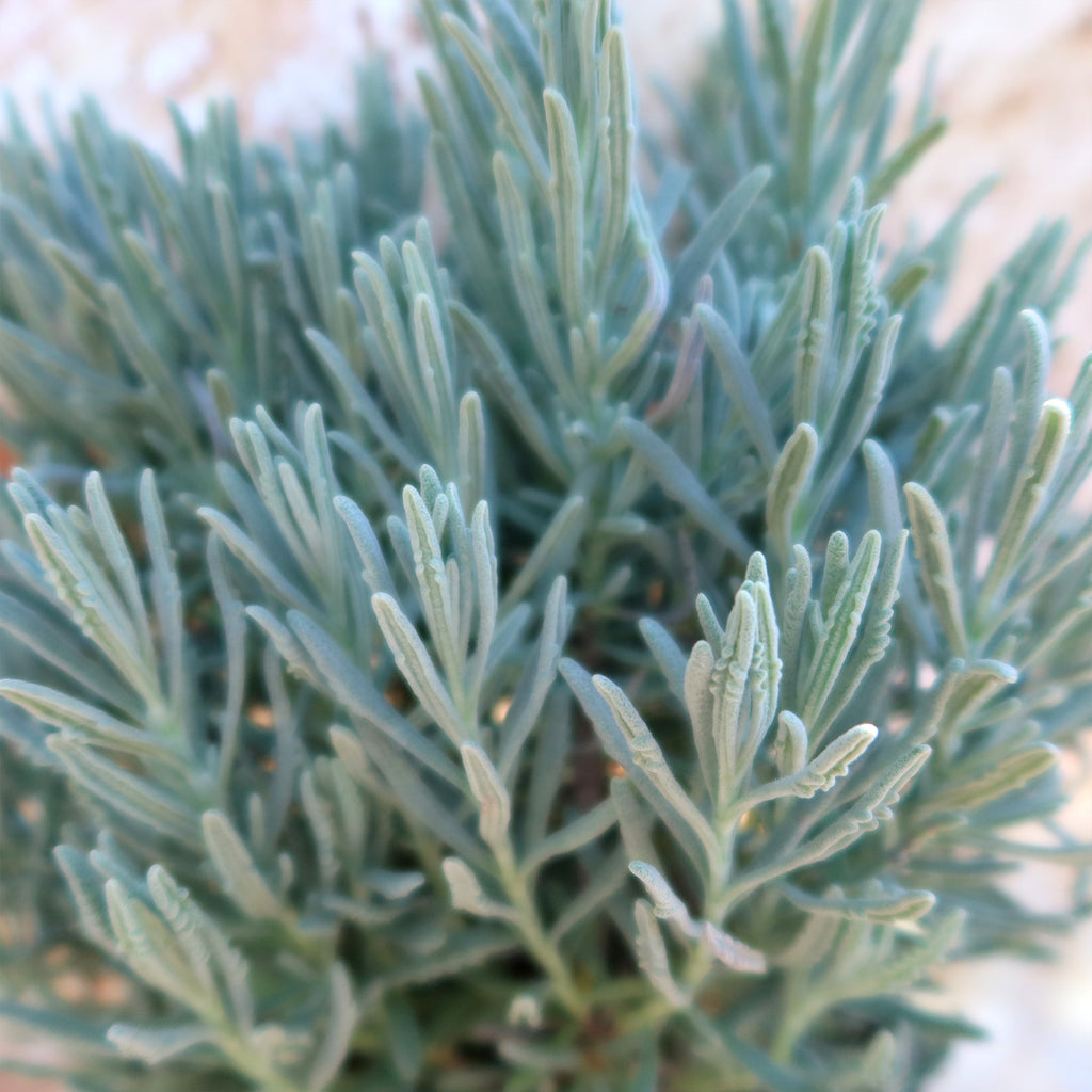 Goodwin Creek Lavender ‘Lavandula ‘Goodwin Creek’