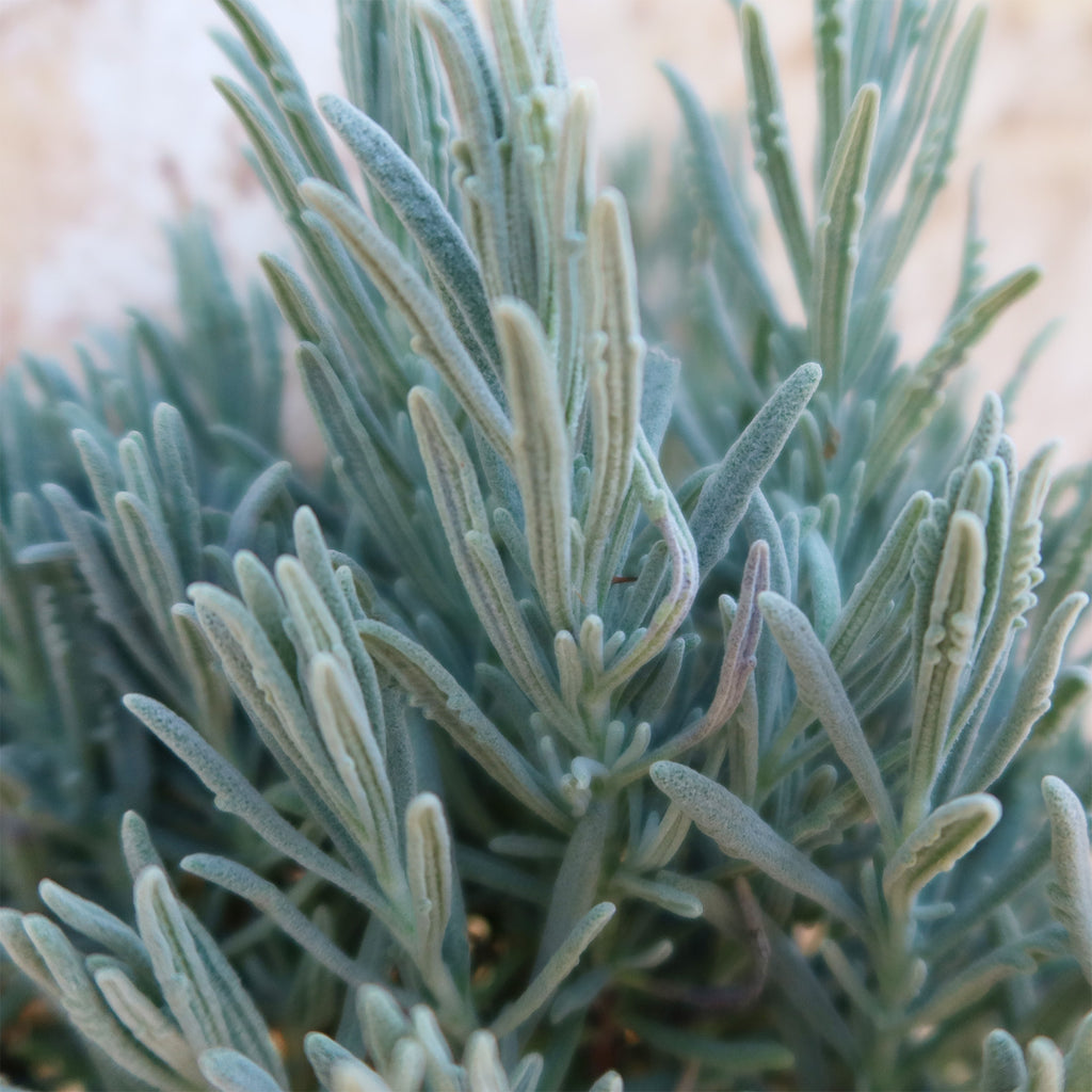 Goodwin Creek Lavender ‘Lavandula ‘Goodwin Creek’