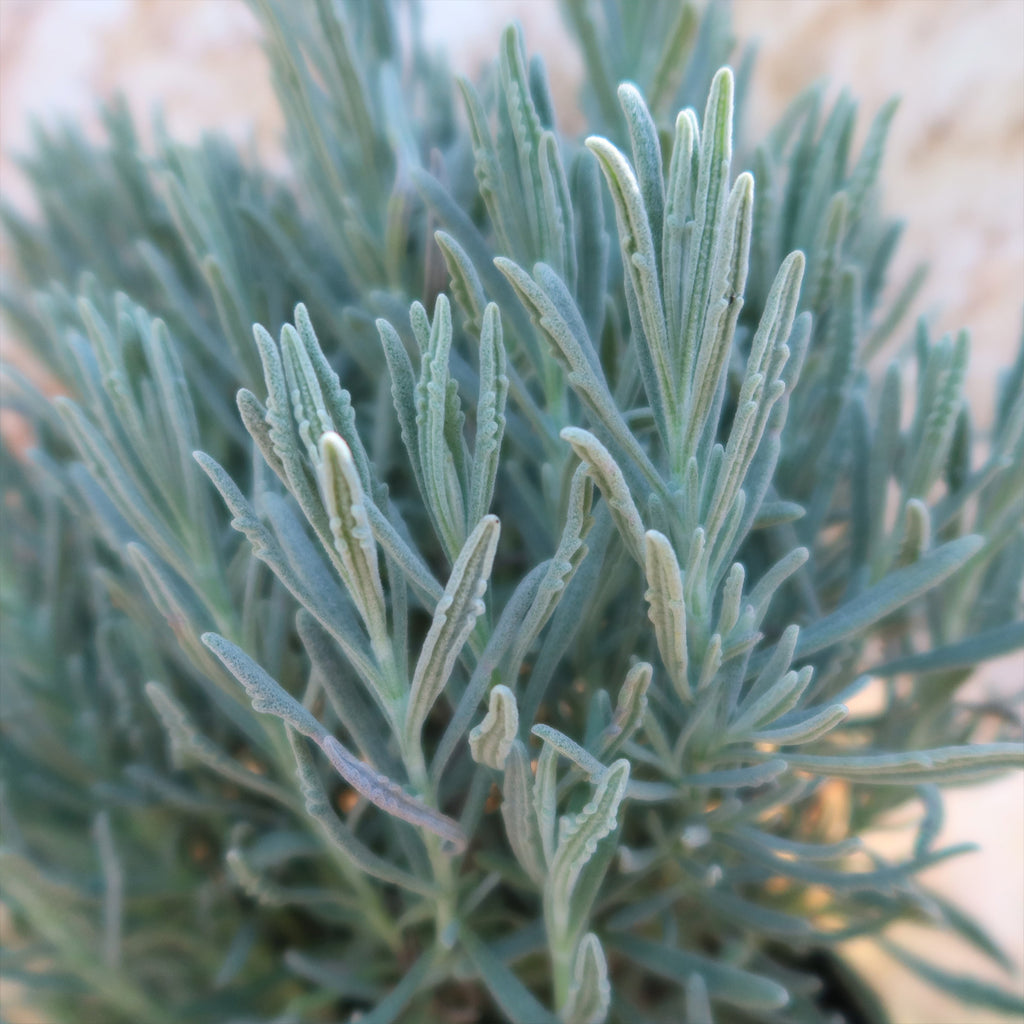 Goodwin Creek Lavender ‘Lavandula ‘Goodwin Creek’