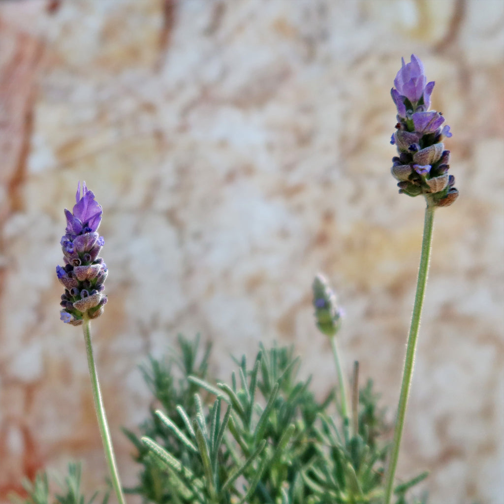 French Lavender ‘Lavandula dentata’