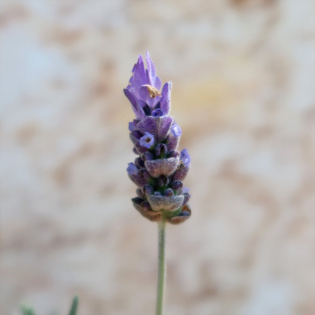 French Lavender ‘Lavandula dentata’