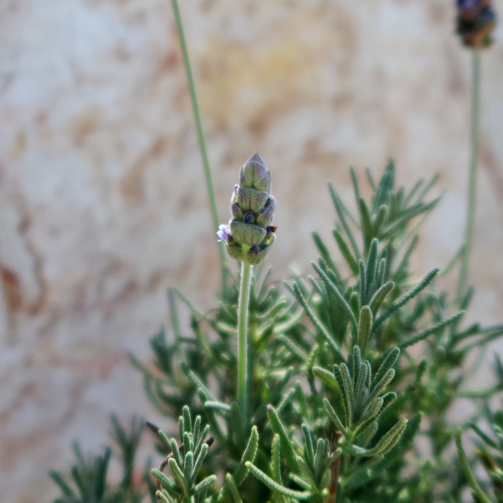 French Lavender ‘Lavandula dentata’
