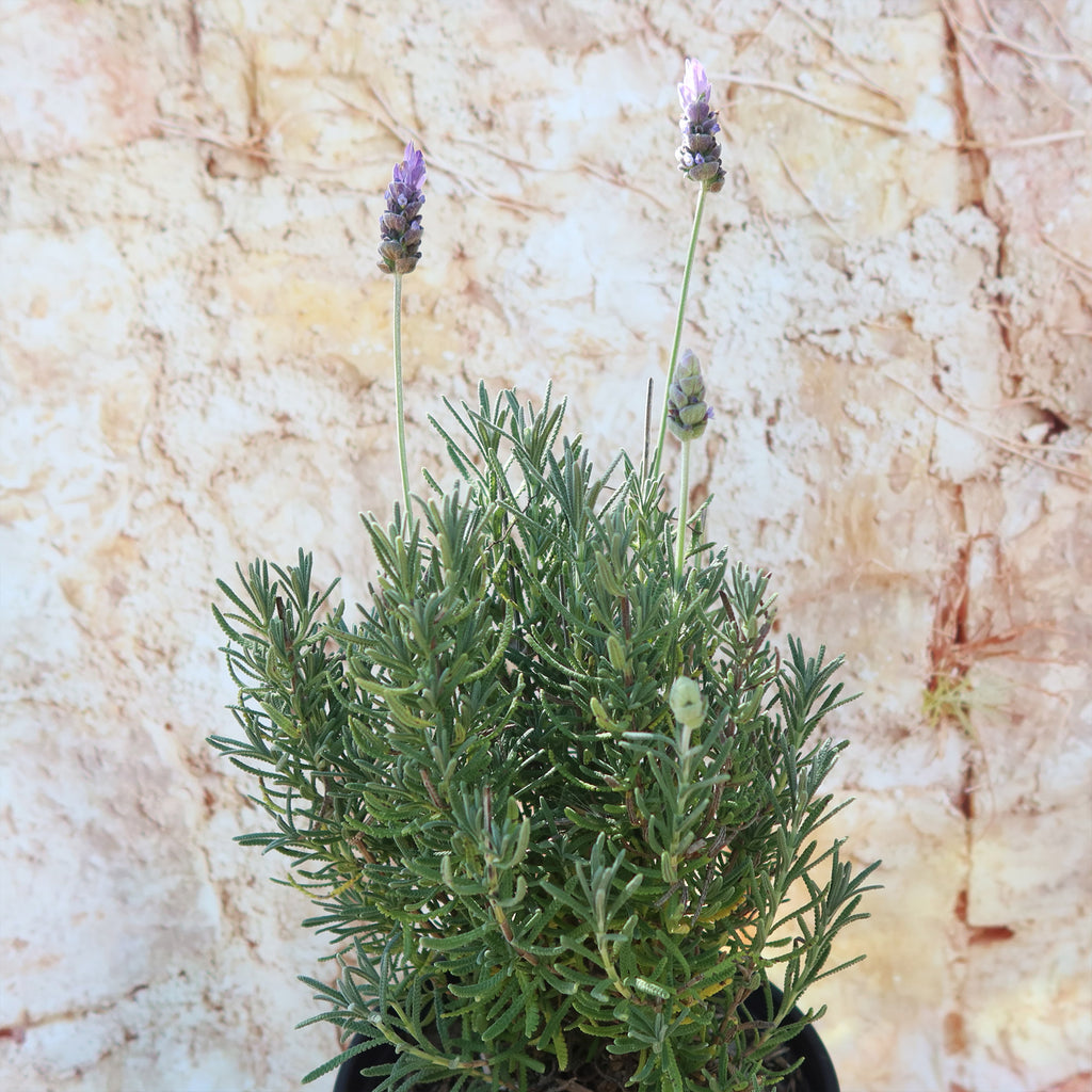 French Lavender ‘Lavandula dentata’