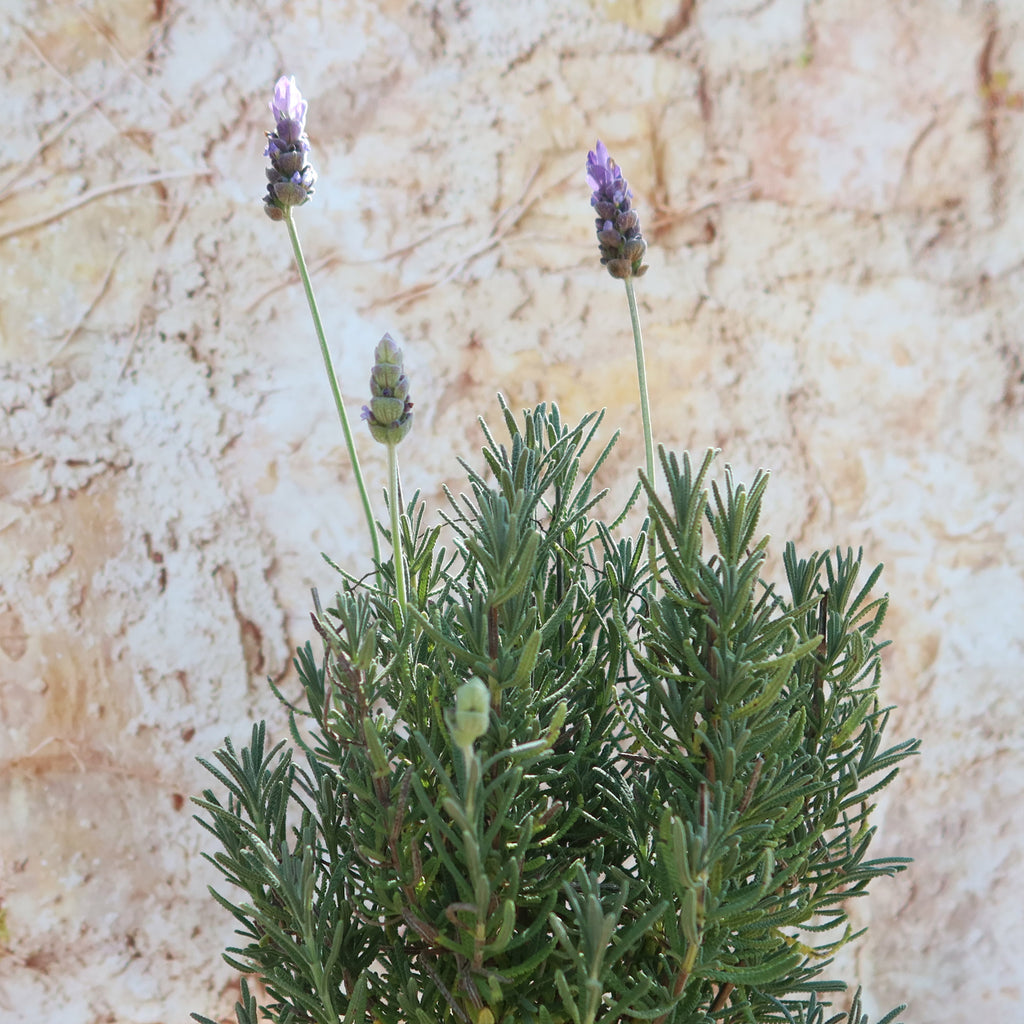 French Lavender ‘Lavandula dentata’