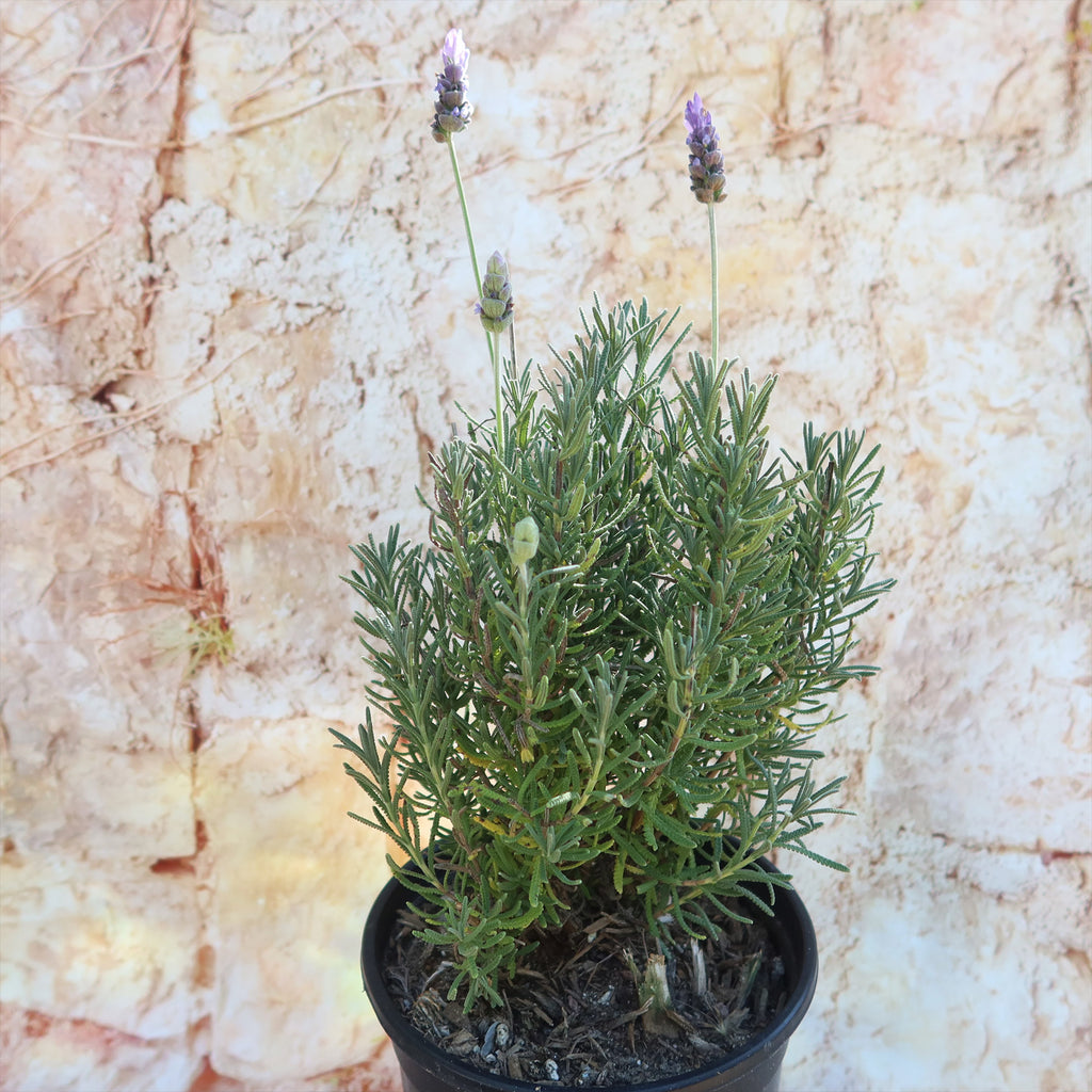 French Lavender ‘Lavandula dentata’
