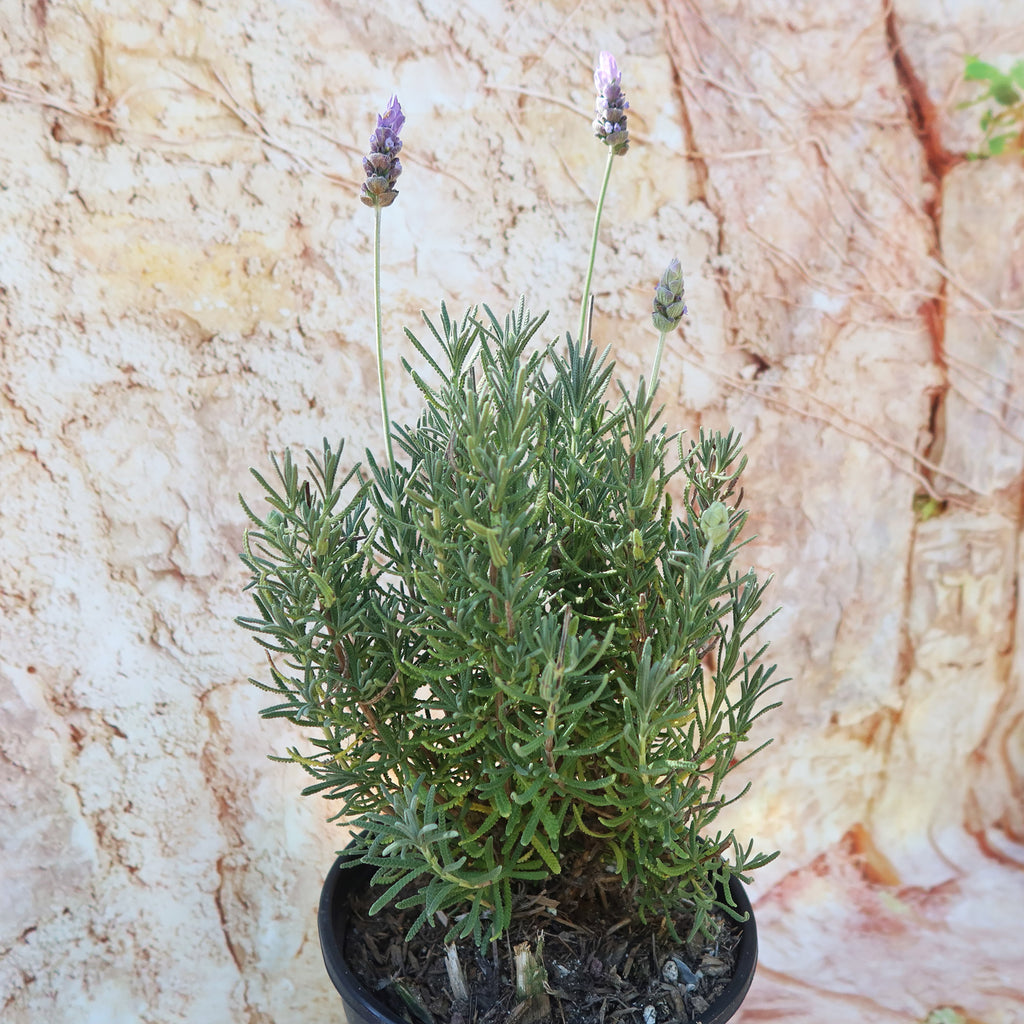 French Lavender ‘Lavandula dentata’
