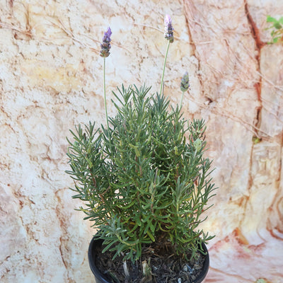 lavender plant you can eat Shop 'French Lavender – Lavandula dentata' Care and Growing Guide