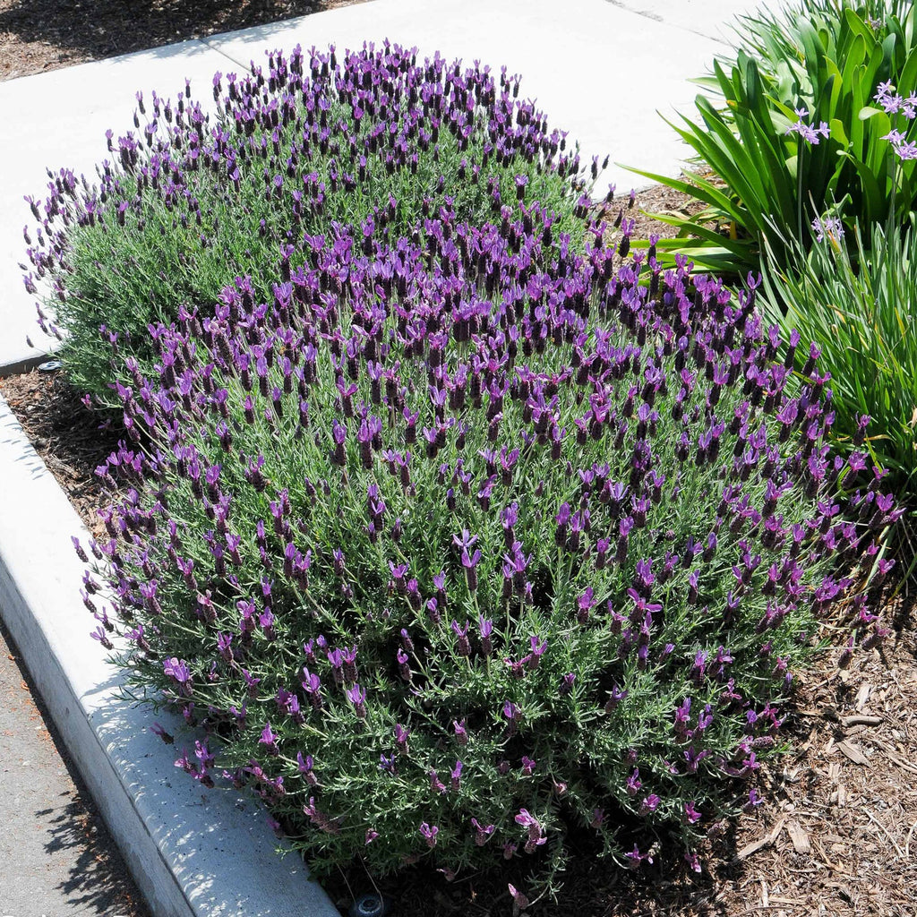 Spanish Lavender ‘Lavandula stoechas’