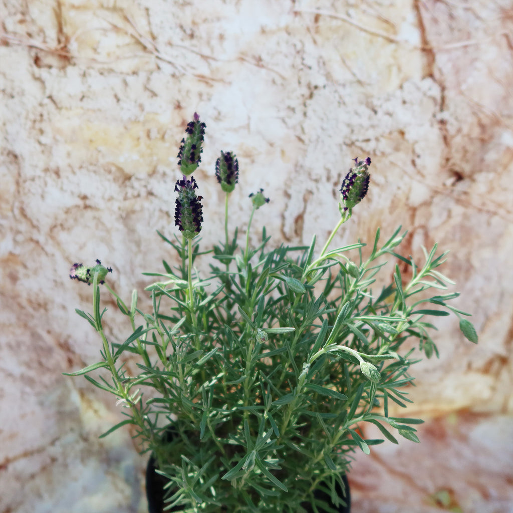 Spanish Lavender ‘Lavandula stoechas’