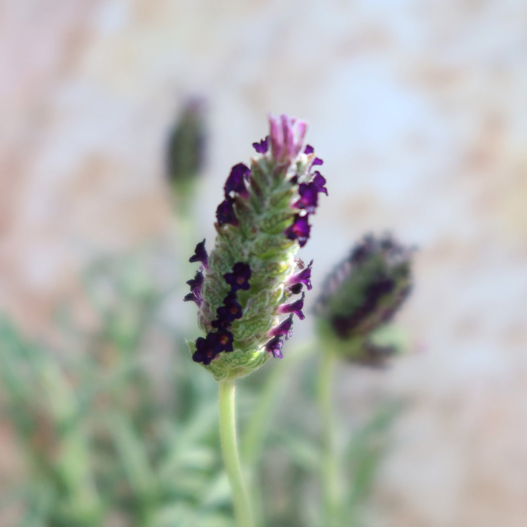 Spanish Lavender ‘Lavandula stoechas’