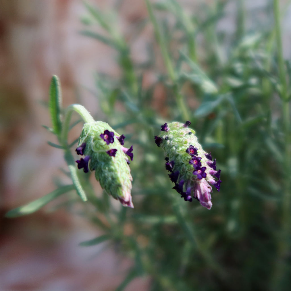 Spanish Lavender ‘Lavandula stoechas’