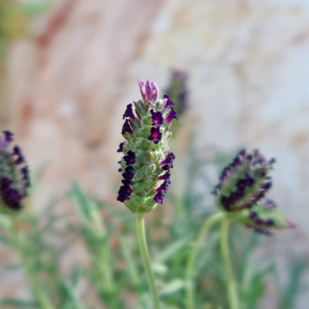 Spanish Lavender ‘Lavandula stoechas’