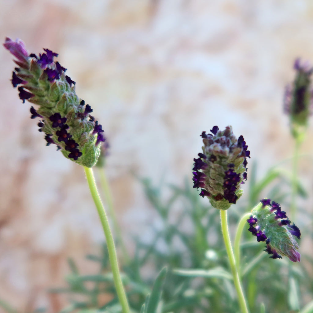 Spanish Lavender ‘Lavandula stoechas’