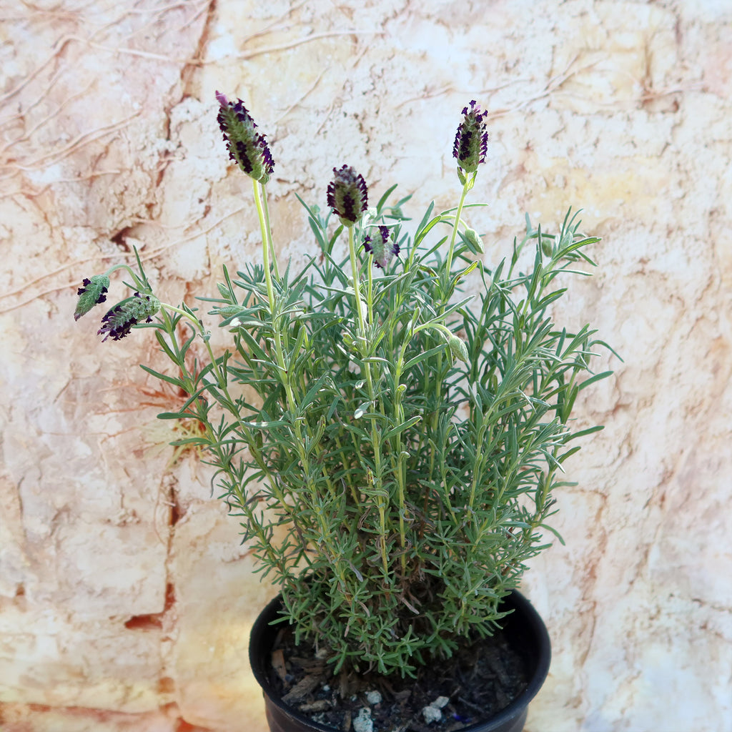 Spanish Lavender ‘Lavandula stoechas’