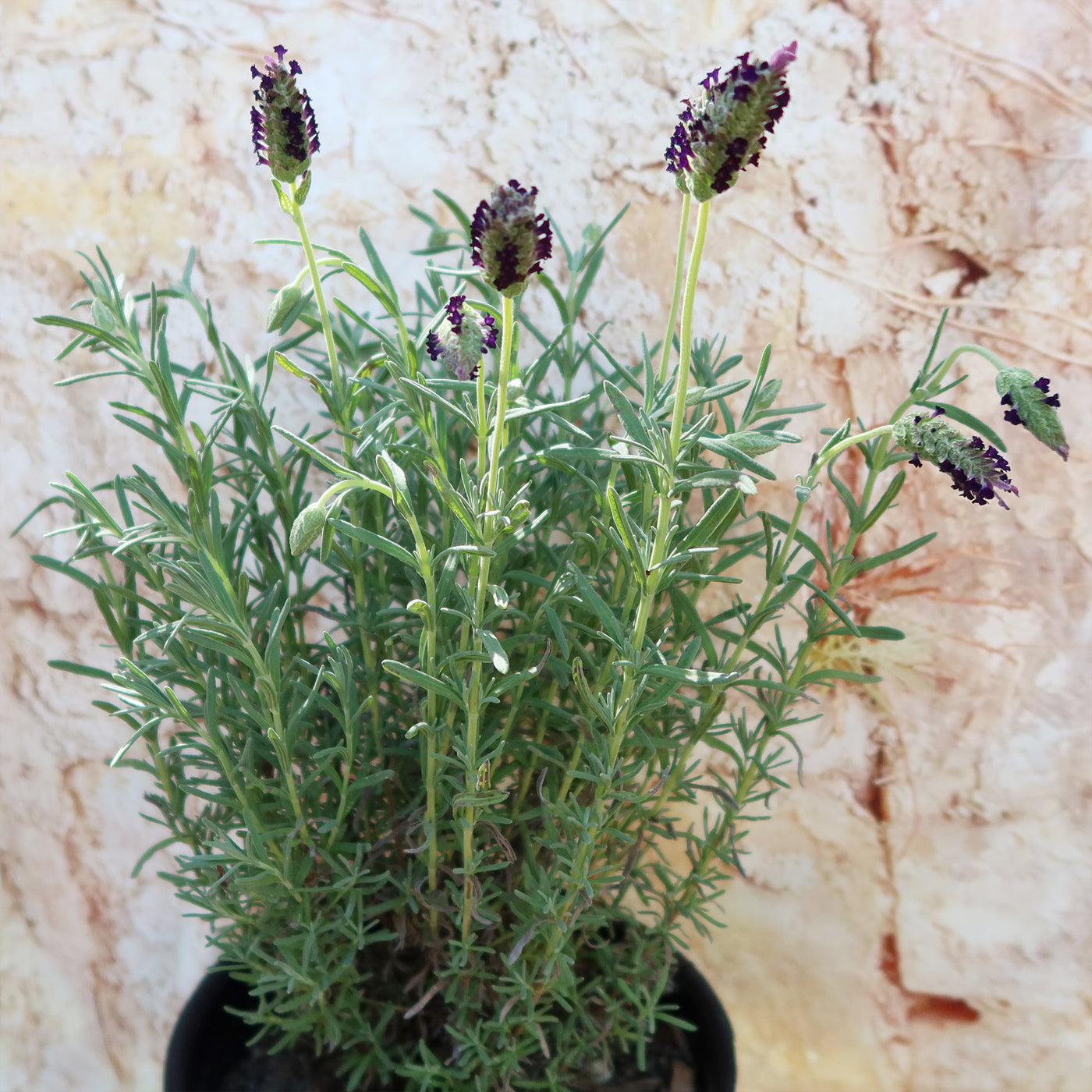 outdoor lavender plants near me Shop 'Spanish Lavender – Lavandula stoechas' Care & Growing Guide