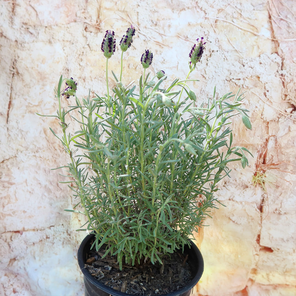 Spanish Lavender ‘Lavandula stoechas’