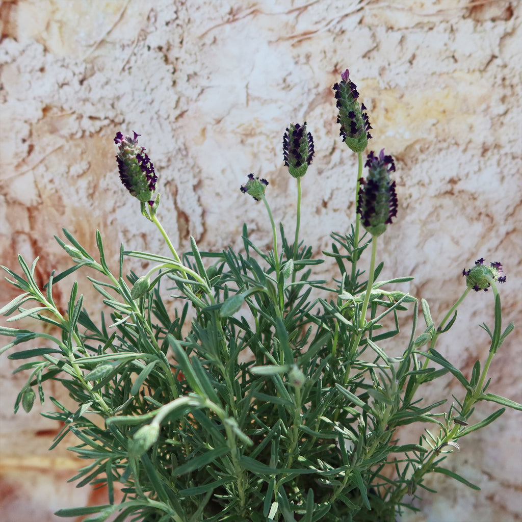 Spanish Lavender ‘Lavandula stoechas’
