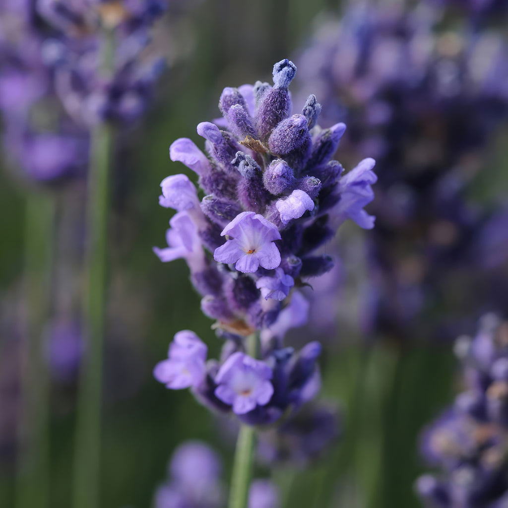 Lavandula ‘Superblue’ Lavender
