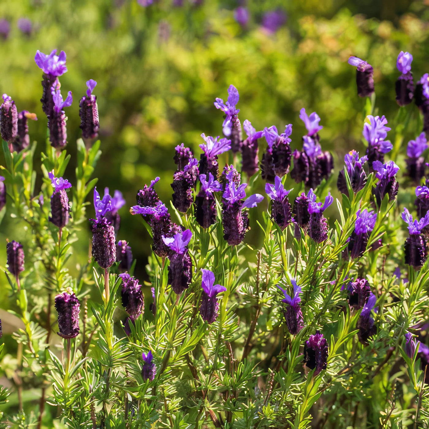 lavender plant spanish Shop 'Spanish Lavender – Lavandula stoechas' Care & Growing Guide