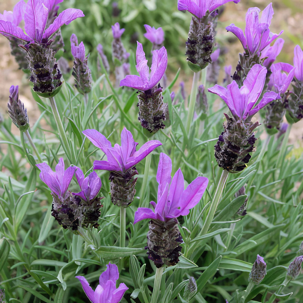Spanish Lavender ‘Lavandula stoechas’