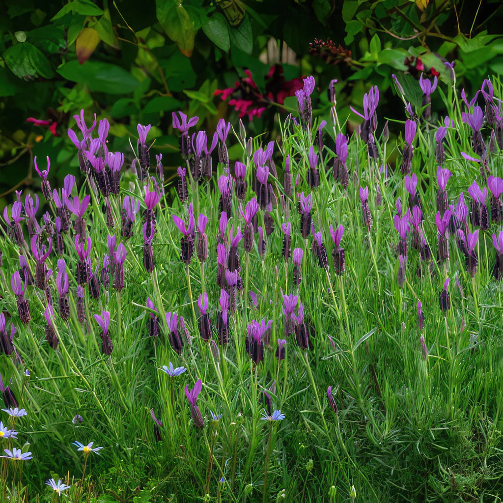 Spanish Lavender ‘Lavandula stoechas’