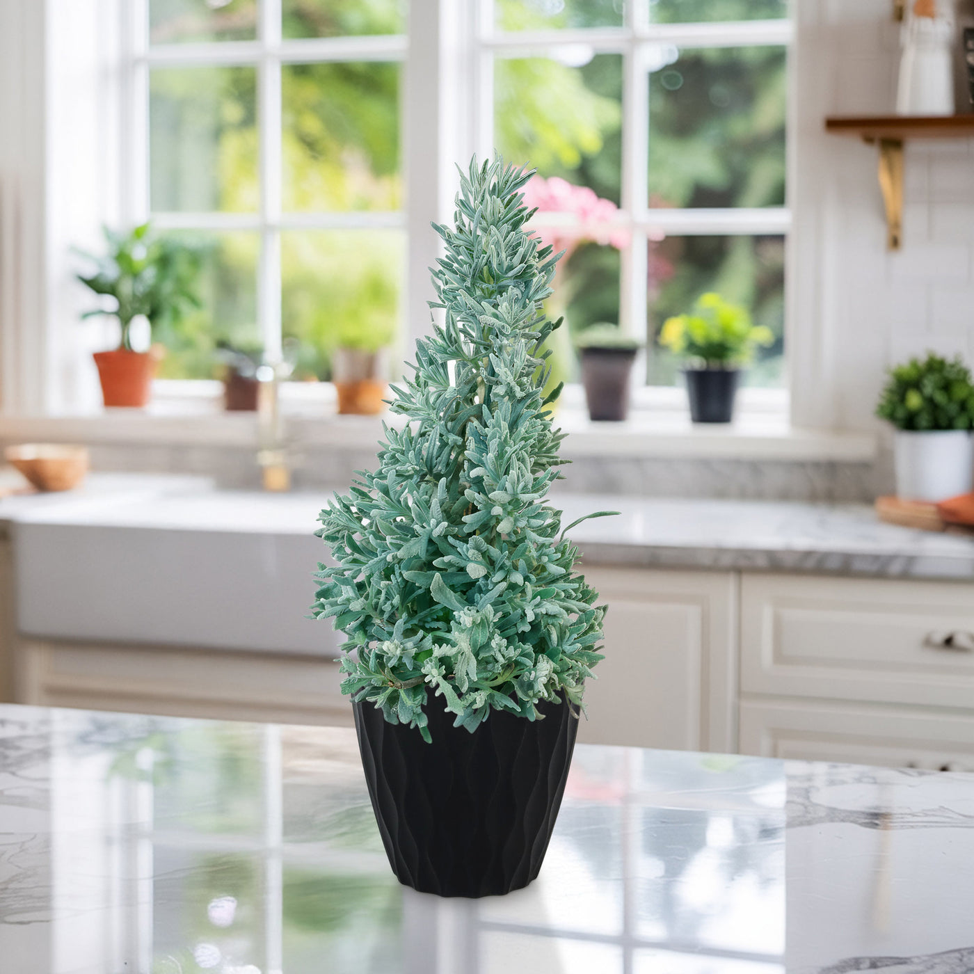 small lavender plants Lavender Christmas Tree