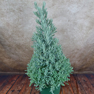 Lavender Christmas Tree