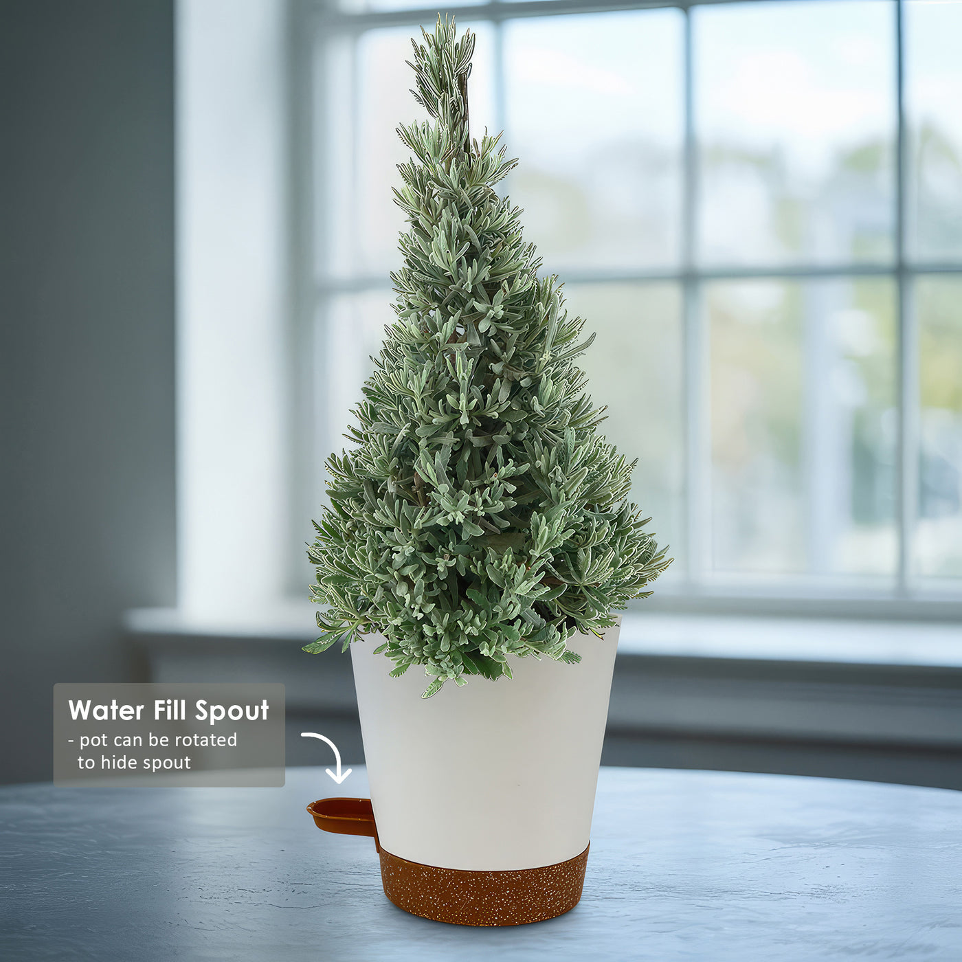 christmas lavender tree Lavender Christmas Tree 6" Pot / Self Watering / Without Pot