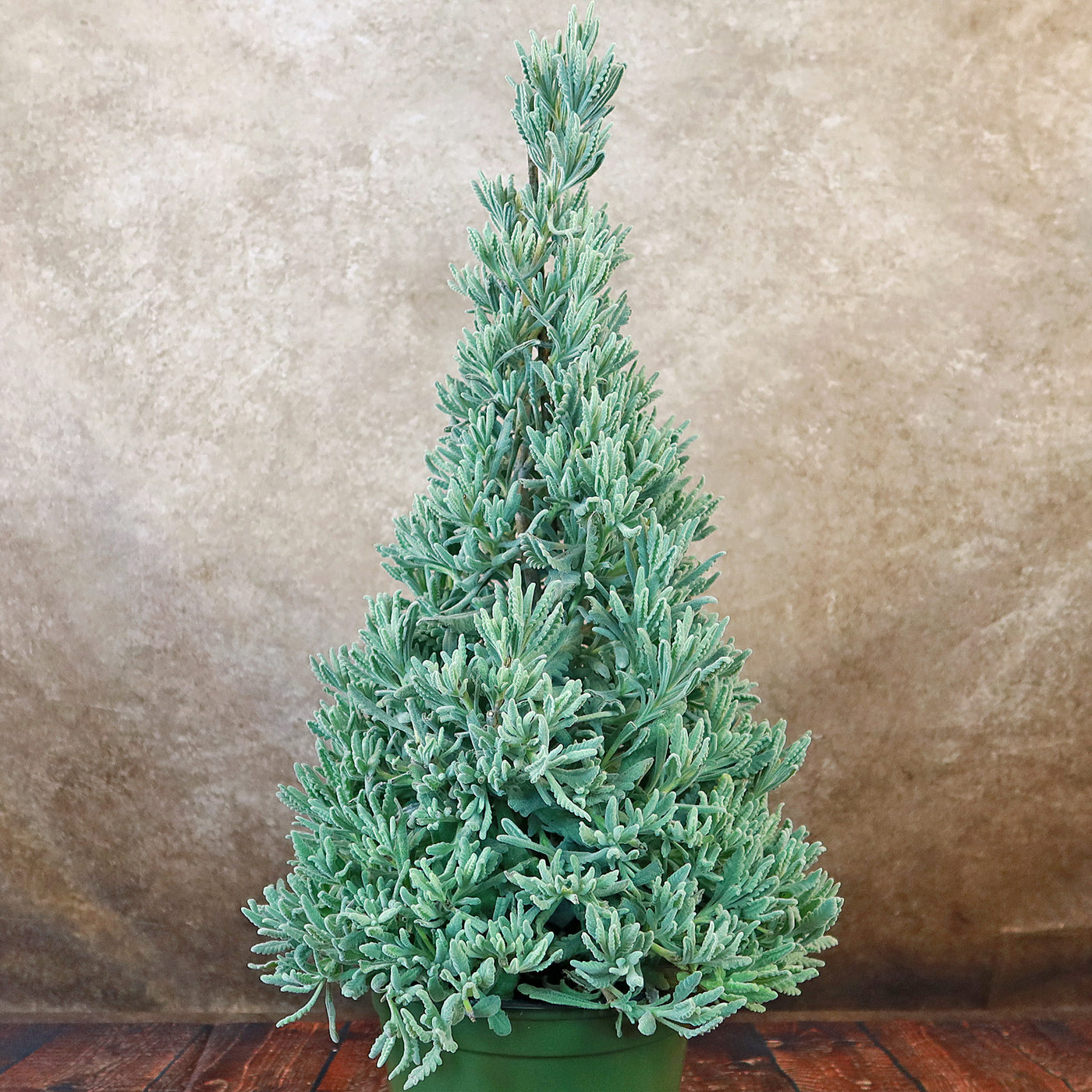 lavender christmas tree plant Lavender Christmas Tree 6" Pot / Self Watering / Without Pot