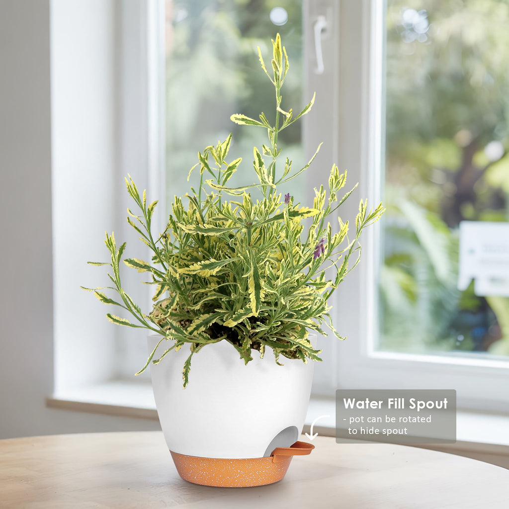 Lavender Mint Julep Plant