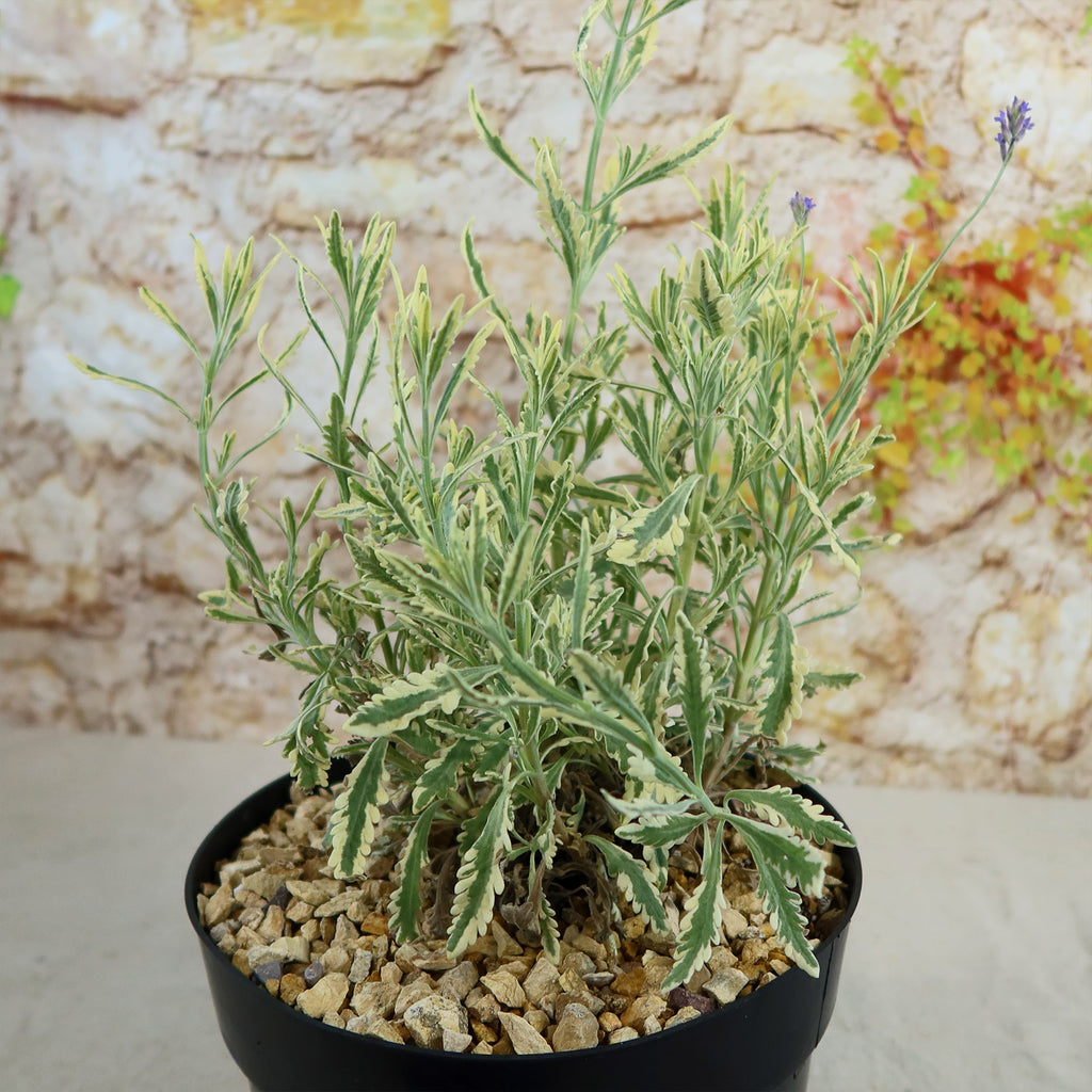 Lavender Mint Julep Plant