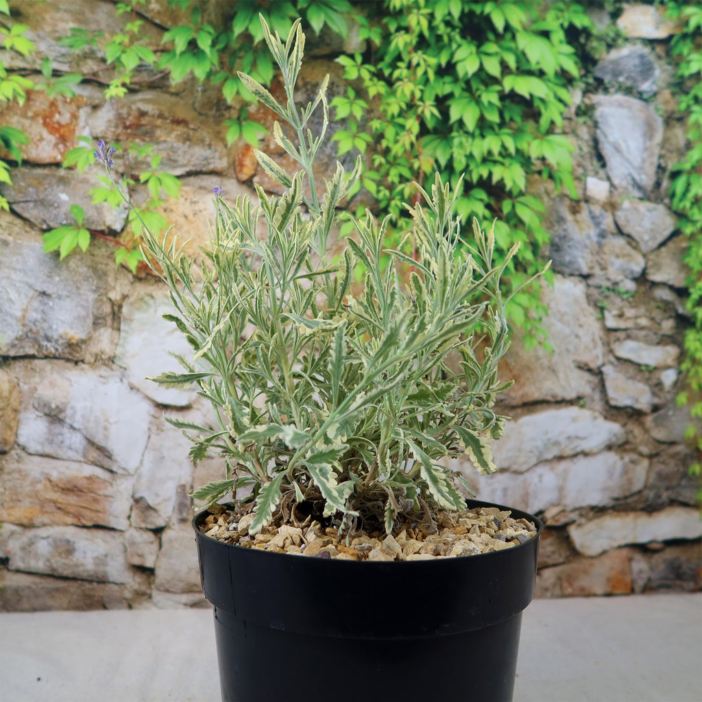 Lavender Mint Julep Plant