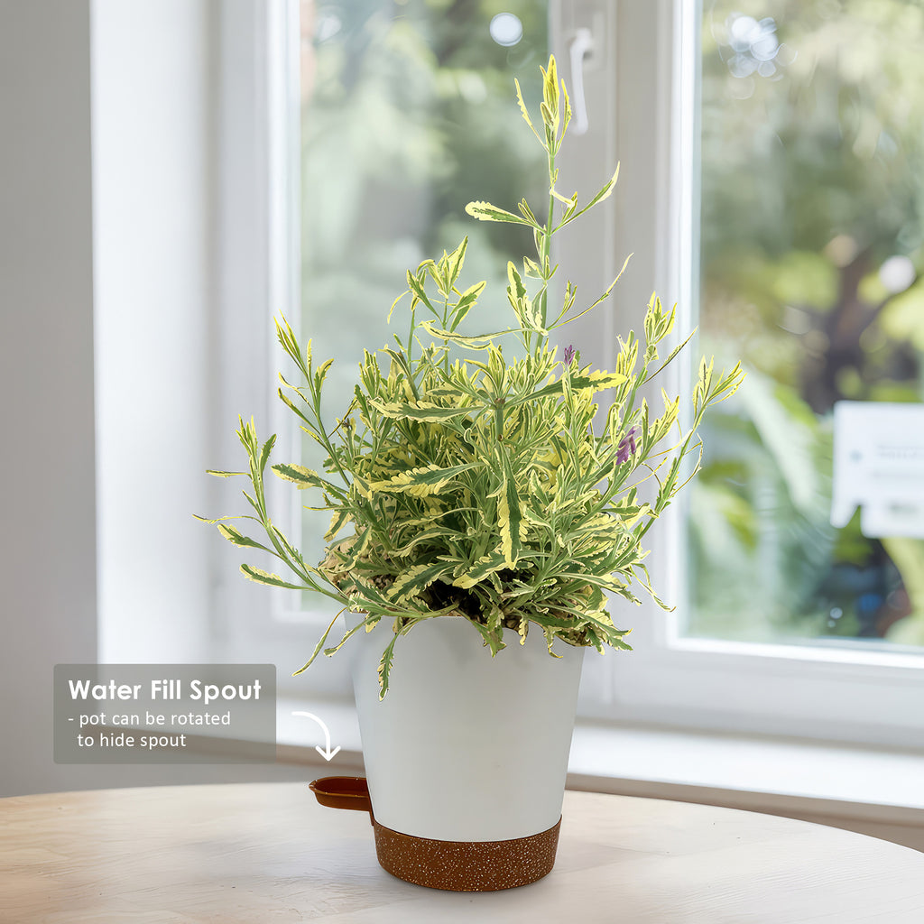 Lavender Mint Julep Plant