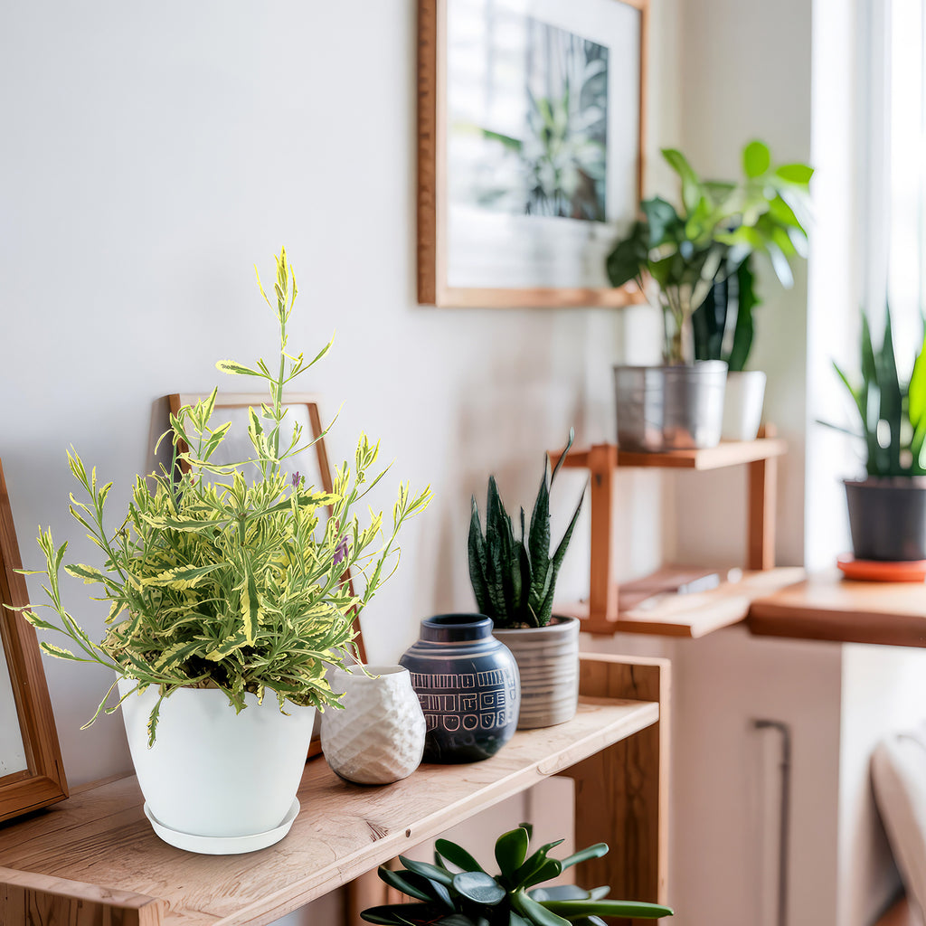 Lavender Mint Julep Plant