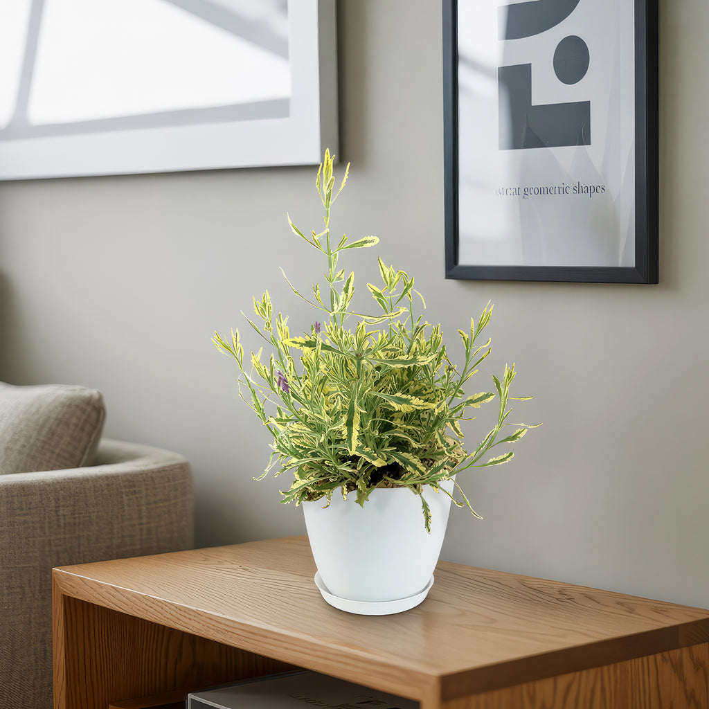 Lavender Mint Julep Plant