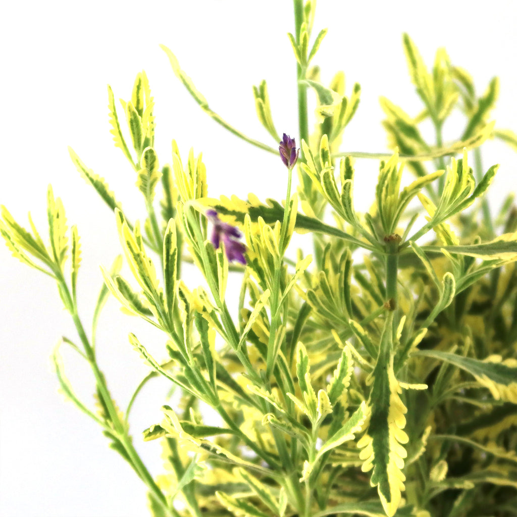 Lavender Mint Julep Plant