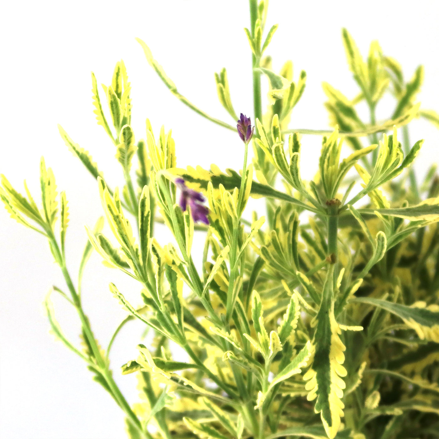 Lavender Mint Julep Plant 2 Gal / Teal / Without Pot