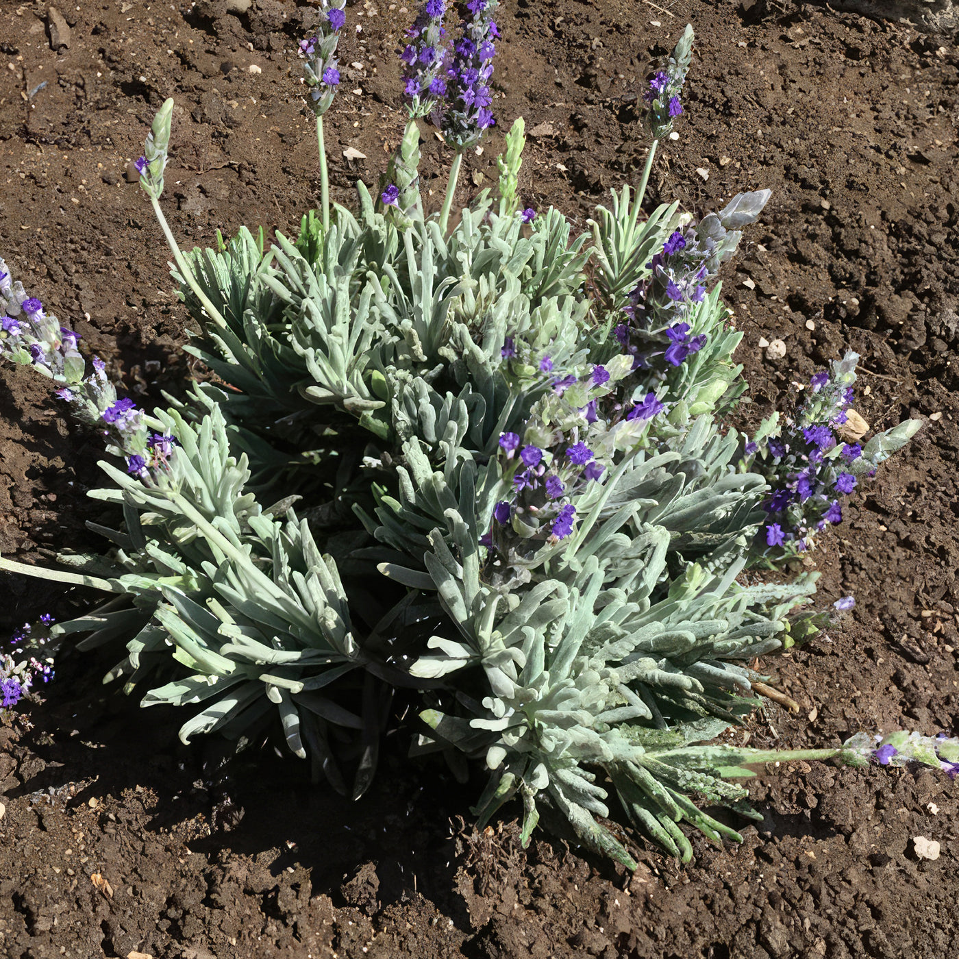 goodwin creek grey lavender seeds Shop 'Goodwin Creek Lavender - Lavandula Goodwin Creek' Care & Info