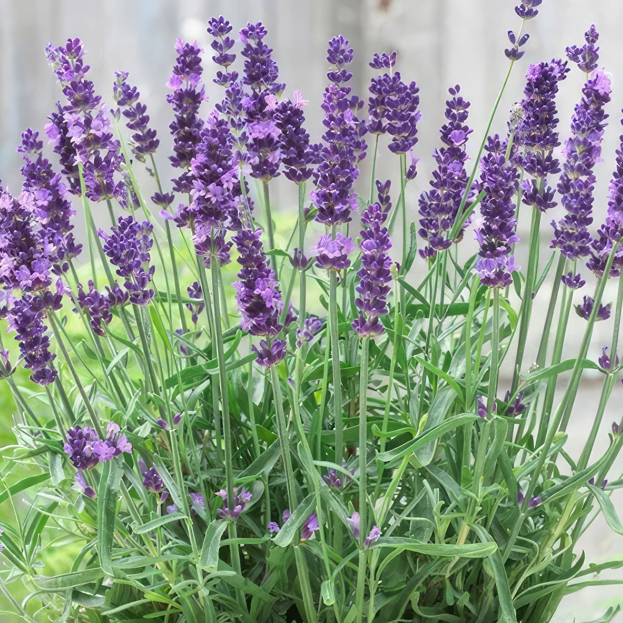 Lavandula ‘Superblue’ Lavender