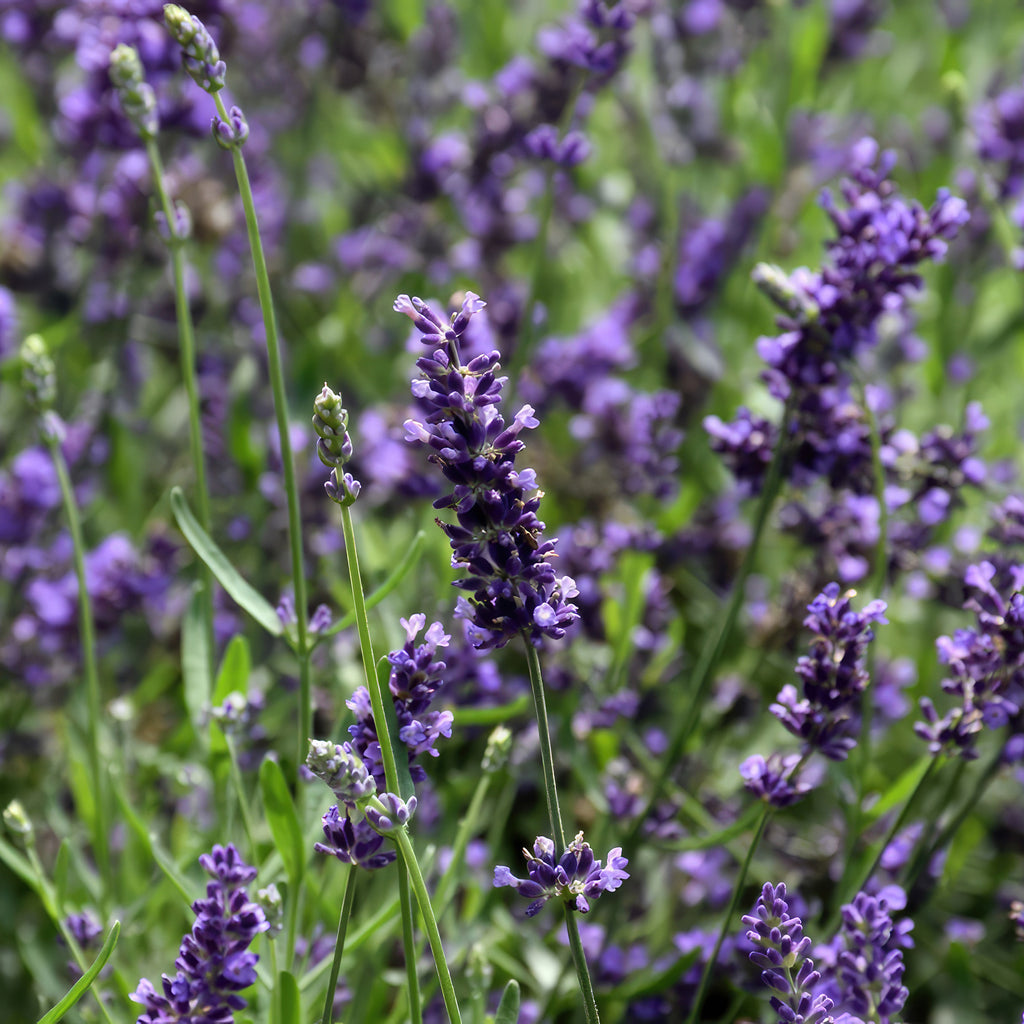 Lavandula ‘Superblue’ Lavender