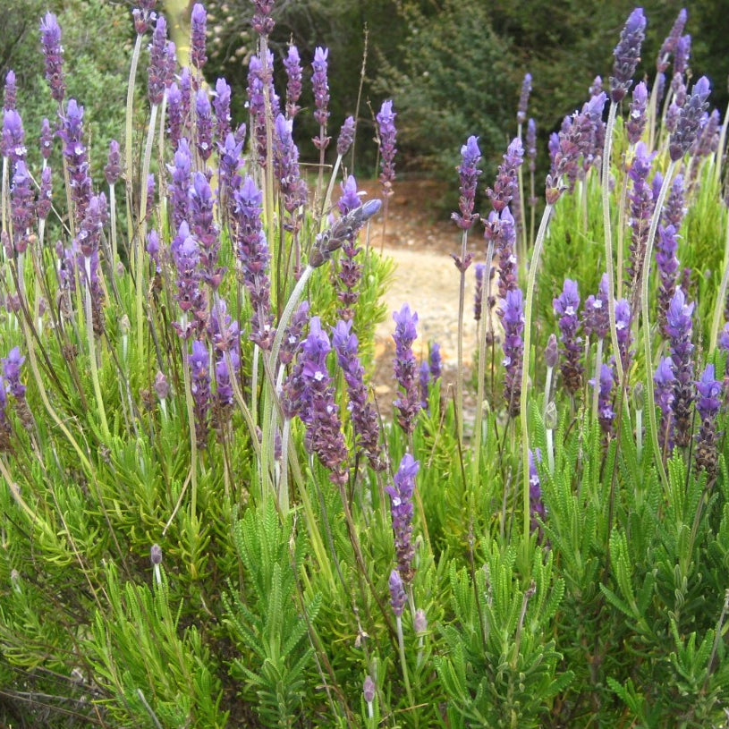 French Lavender ‘Lavandula dentata’