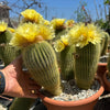 Lemon Ball Cactus Cluster ‘Parodia leninghausii Clusters’